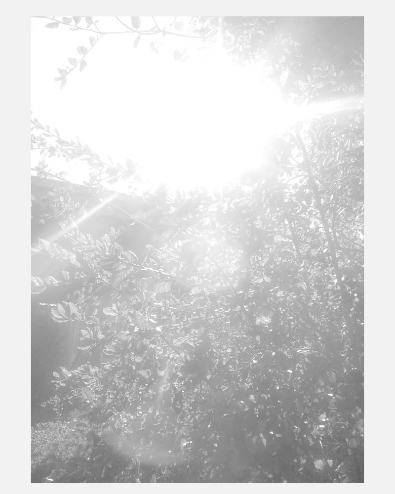 Sun is blinding camera making the top of the photo blasted with high exposure. Rest of the photo you can make out branches and leaves lightly surrounding the blinding shine of the sun - in black & white