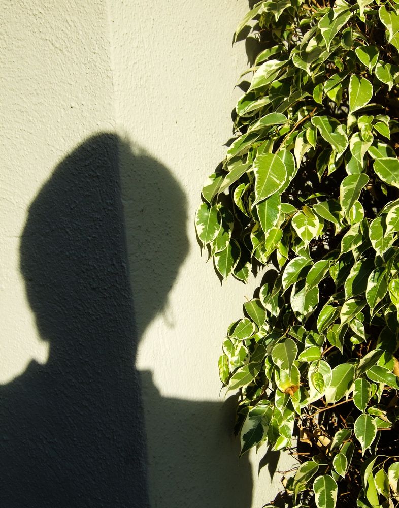Self-portrait of my shadow that gets casted next to a bush. The sun is very golden here tinting the foto very golden-yellow