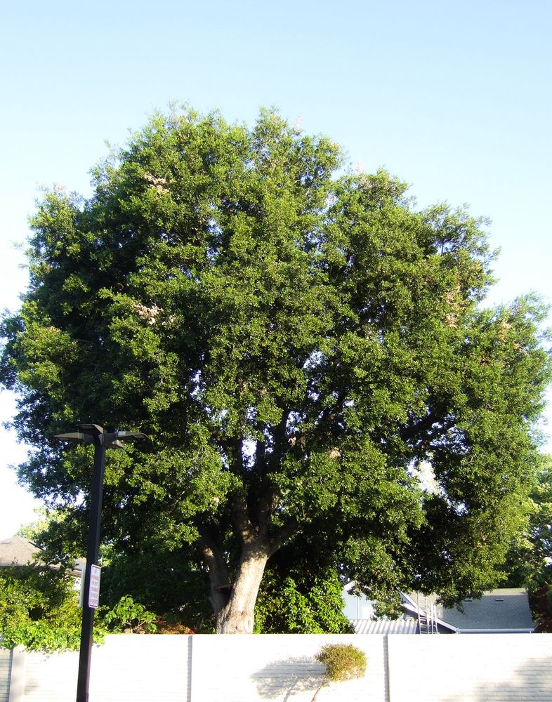 One big tree from someones backyard that towers and blocks the home from being seen. The wall dividing the parking lot from the Home is white and bricked. One small tree against the wall is casting a shadow from the Sun. One lamppost sticks out on the left side of the photo with a parking regulation sign barely visible 