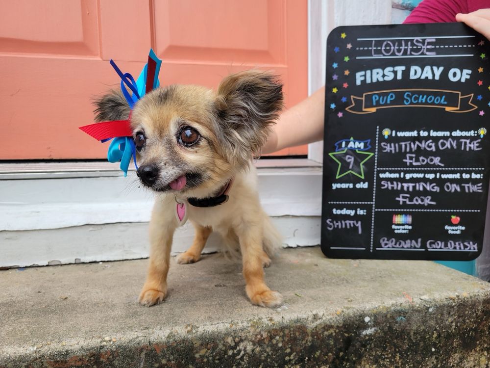Photo of a small dog w with a red and blue ribbon in her hair, standing on a stoop I'm front of an orange door. A sign behind her says"first day of pup school" and says "shitting on the floor" under "I want to learn about" and "when I grow up I want to be"