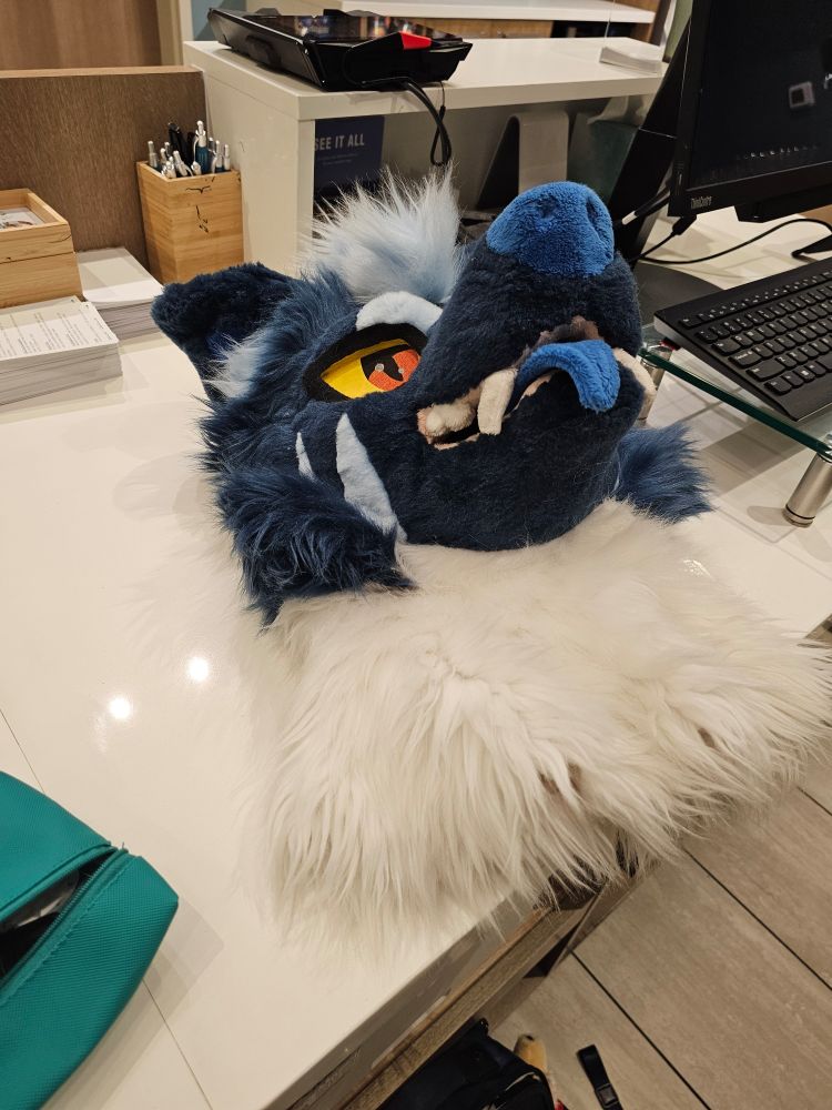 A photo of a blue and white canid fursuit head lying on a hotel front desk