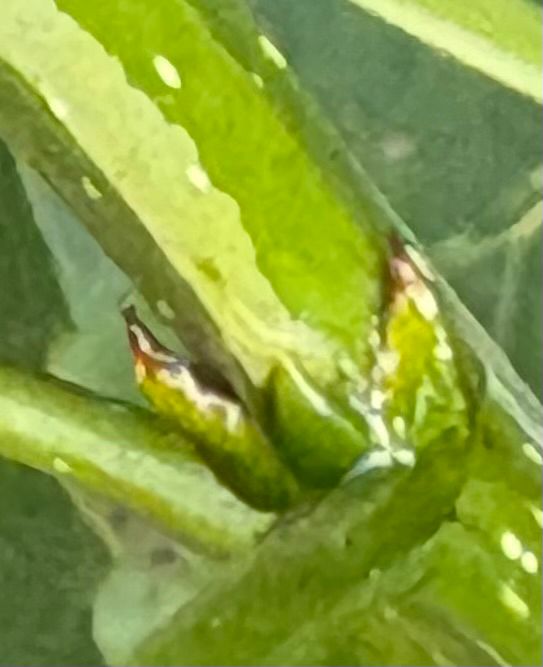 Larva visible at the base of the mine 