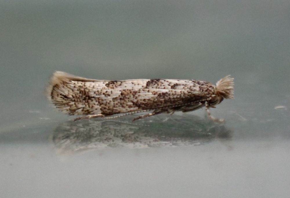 Adult moth