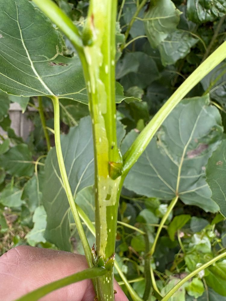 Stem mine on new growth