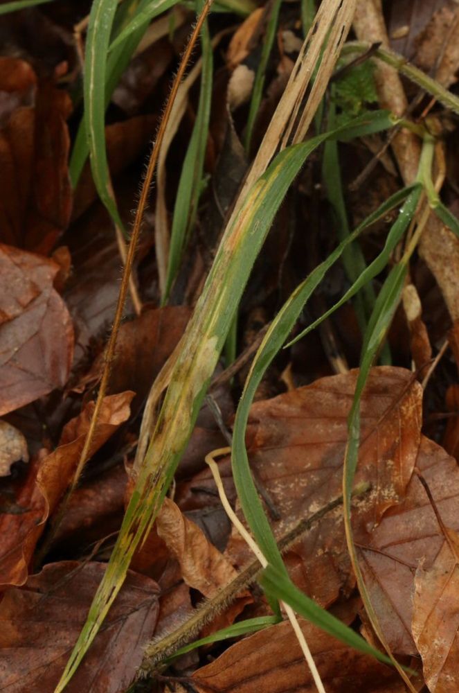 Elachista apipunctella mine 