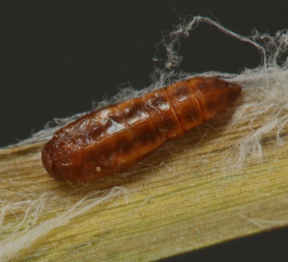 Elachista apipunctella pupa