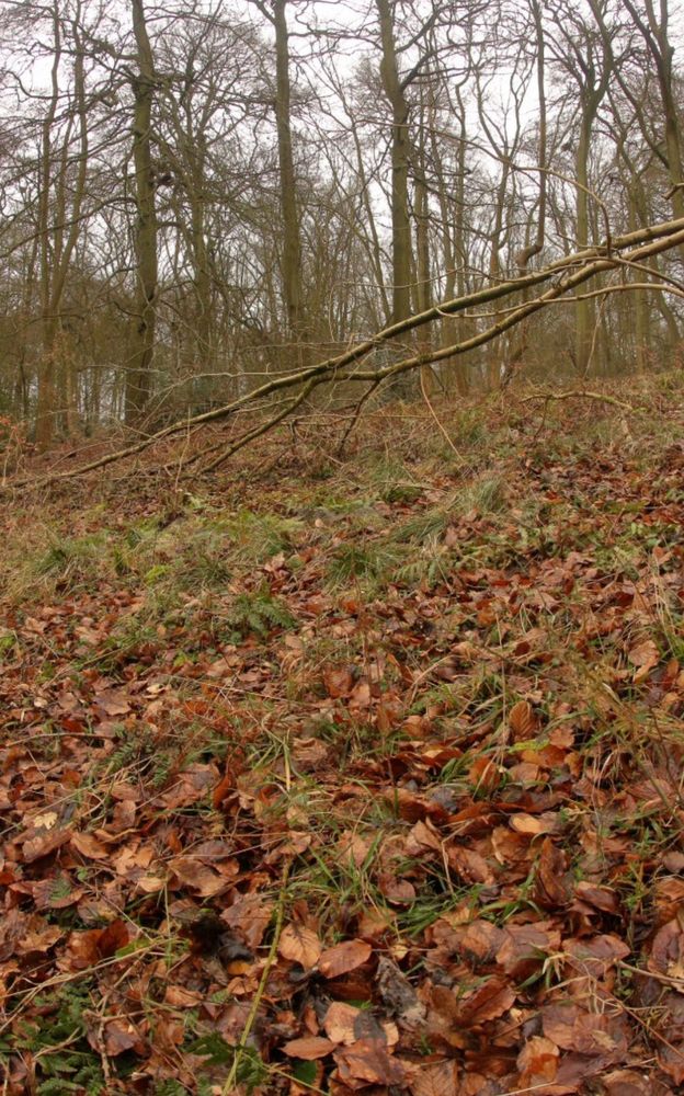 Habitat of Elachista apipunctella 