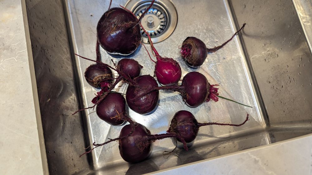 Home grown beetroot washed in the kitchen sink