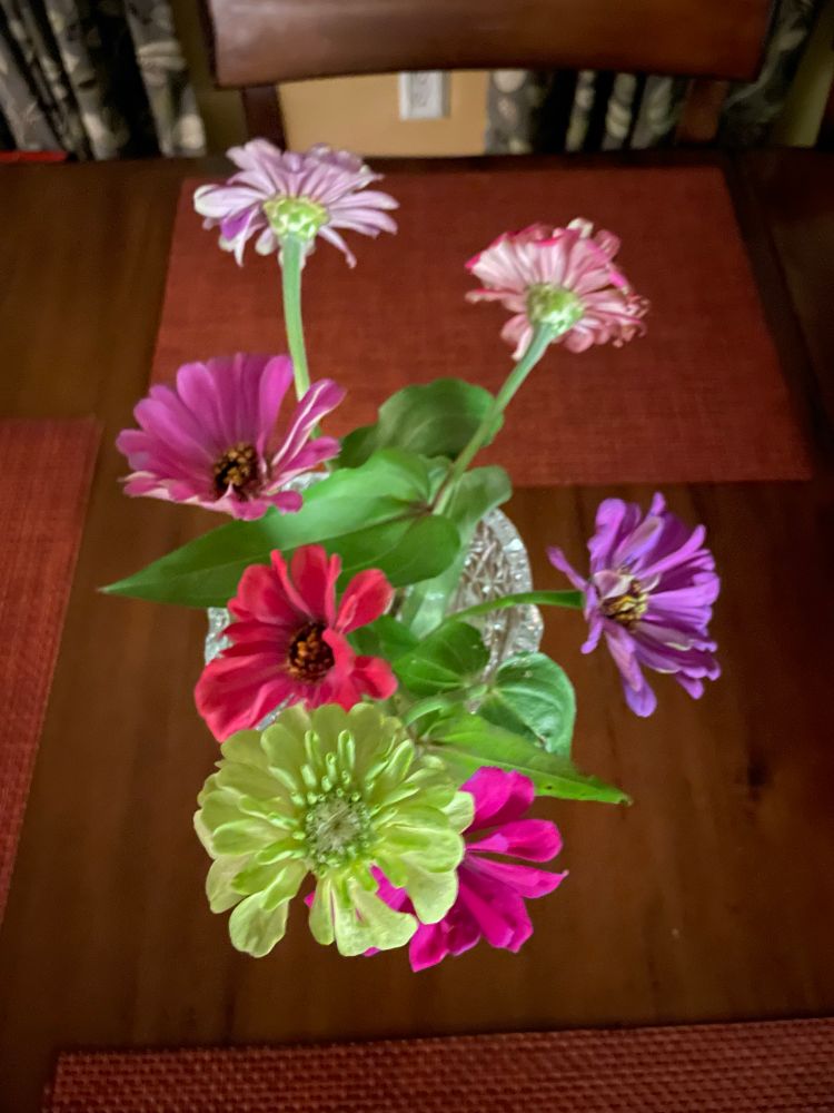 A colorful bouquet of zinnias with red, pinks, green,purple blooms