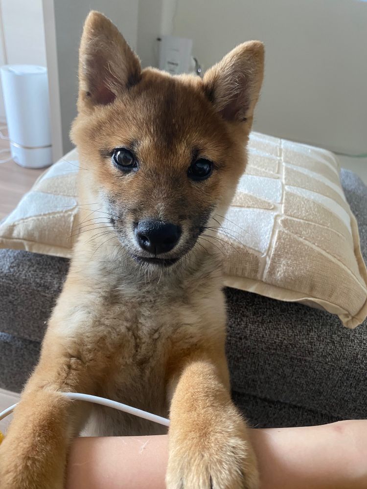 仕事やめろと無言の圧をかけてくる柴犬