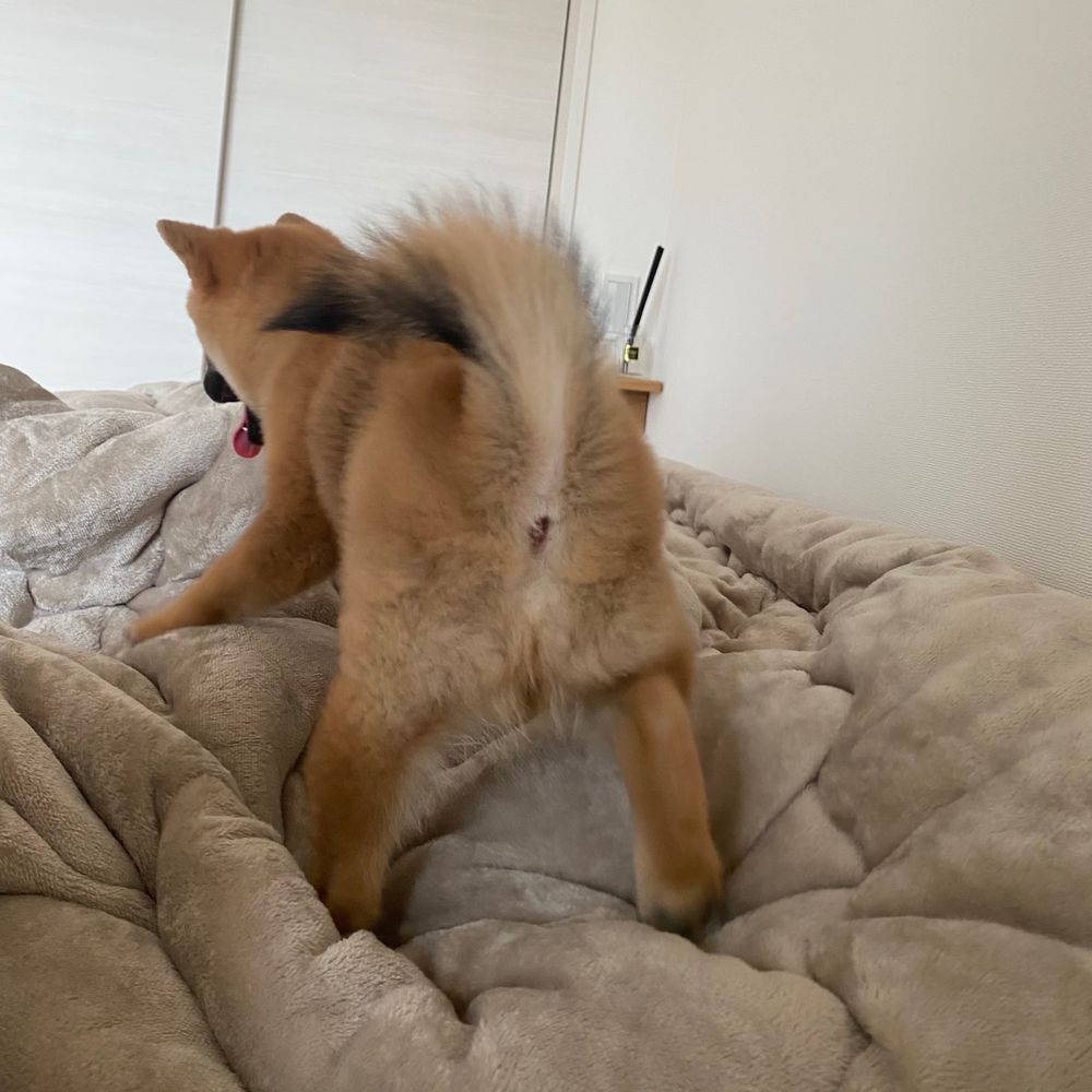 お尻がキュートな柴犬