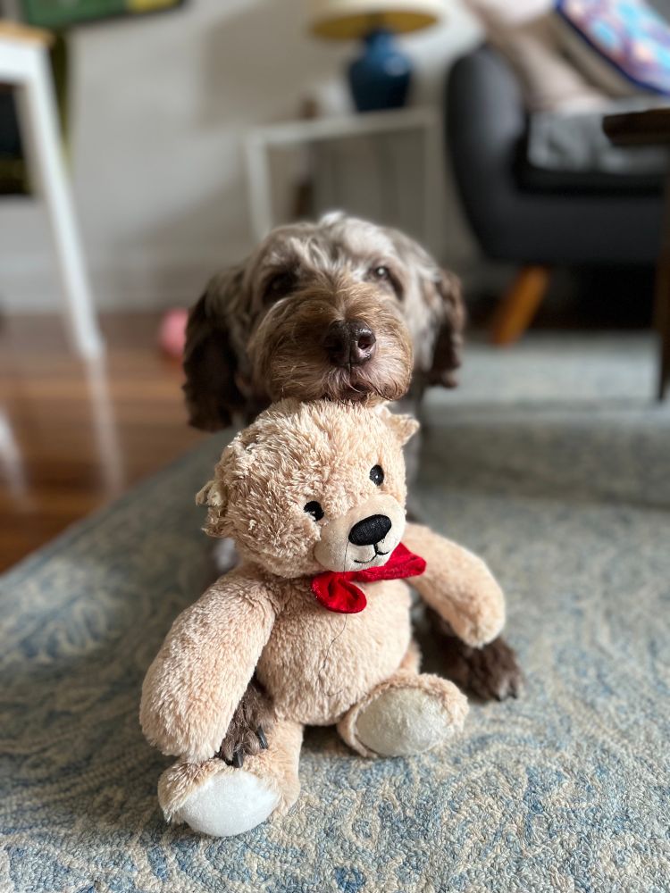 Lucy the dog with her favorite stuffed bear 