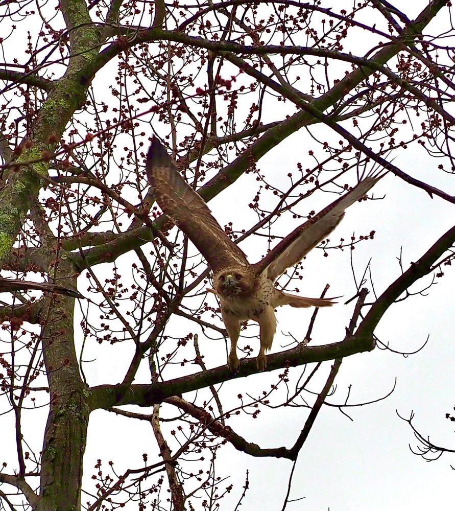 A red-tailed hawk preparing for takeoff 