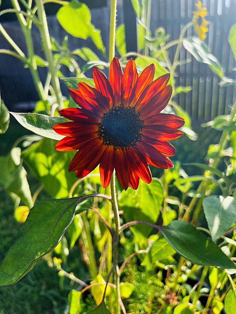 Red sunflower surrounded by green leaves. 