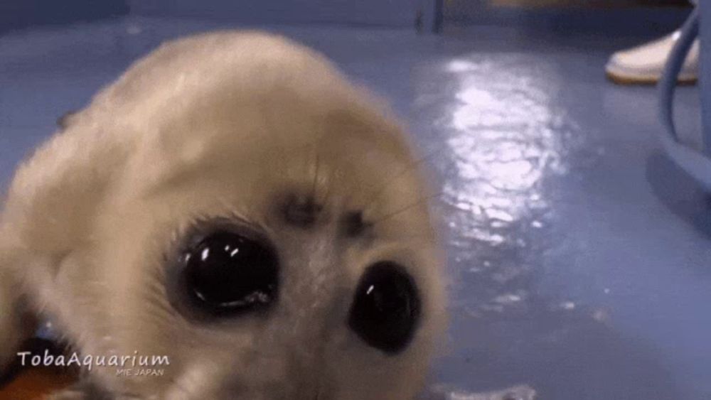 a seal is looking at the camera with the words tobaaquarium written on the bottom