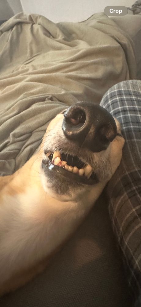 A greyhound, or a thumb? Science has no answer.