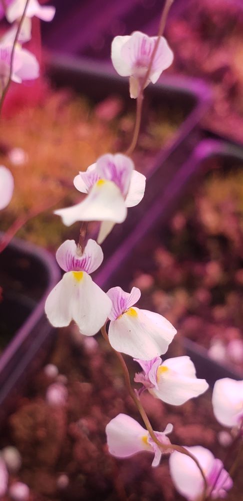 Utricularia Blanchetii, a South American Bladderwort. 