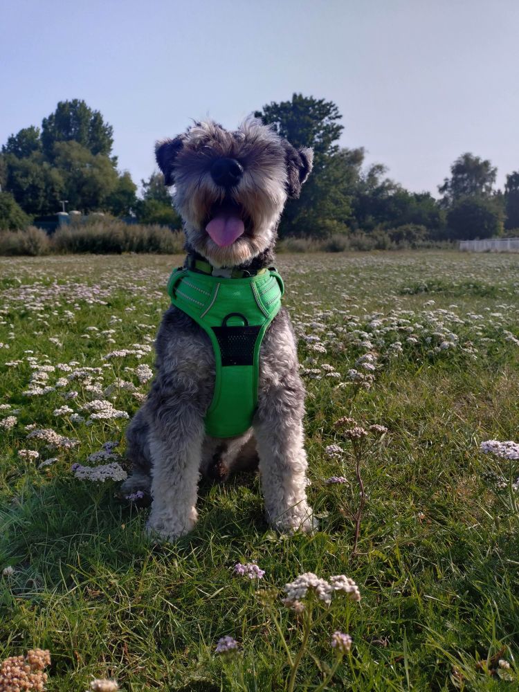 A miniature schnauzer in a meadow. He's wearing a green harness and his beard is so hairy, from the position the picture is taken in you can't see his eyes at all. Just beard. His tongue is sticking out.