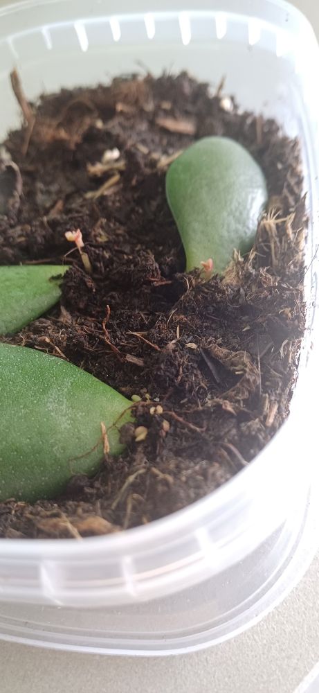 Hojas de árbol de jade que están empezando a brotar