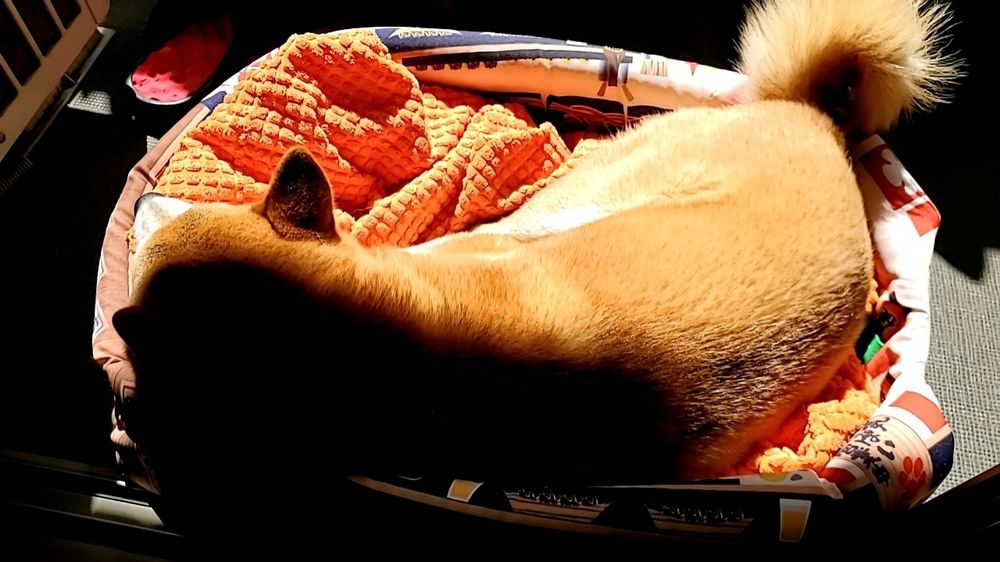 クッションで日光浴する柴犬