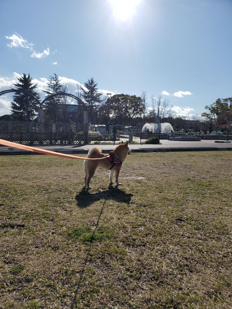 公園でお散歩中 よその犬と共鳴する柴犬
