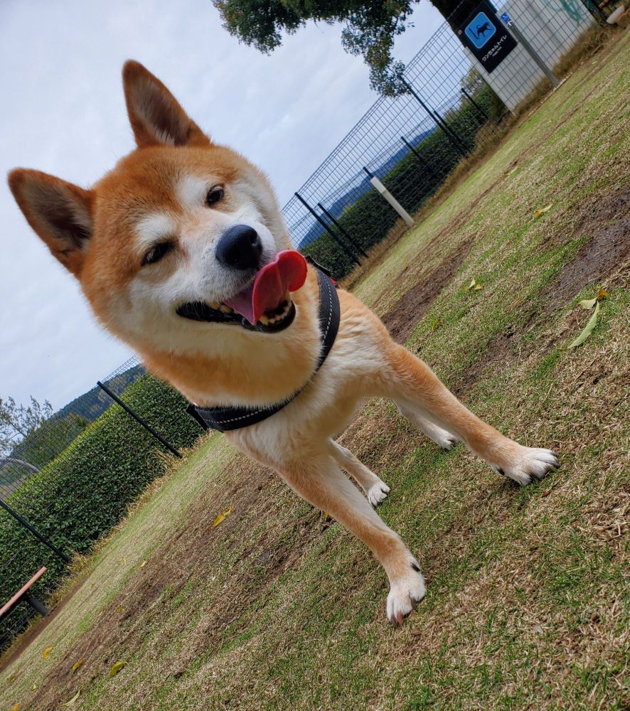 芝生でベロを出して休んでいる柴犬