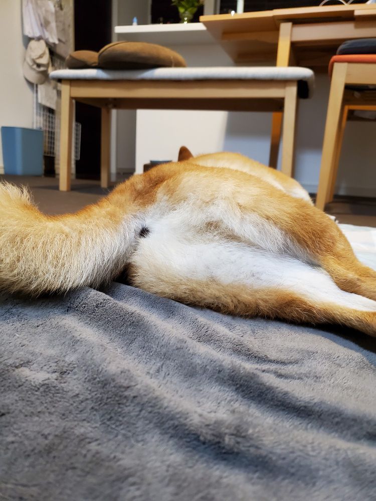 お尻を向けて爆睡する柴犬