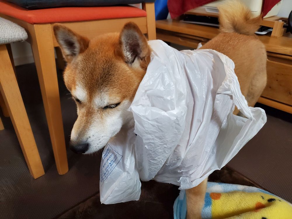 ナイロン袋を被り 身動きとれなくなった柴犬