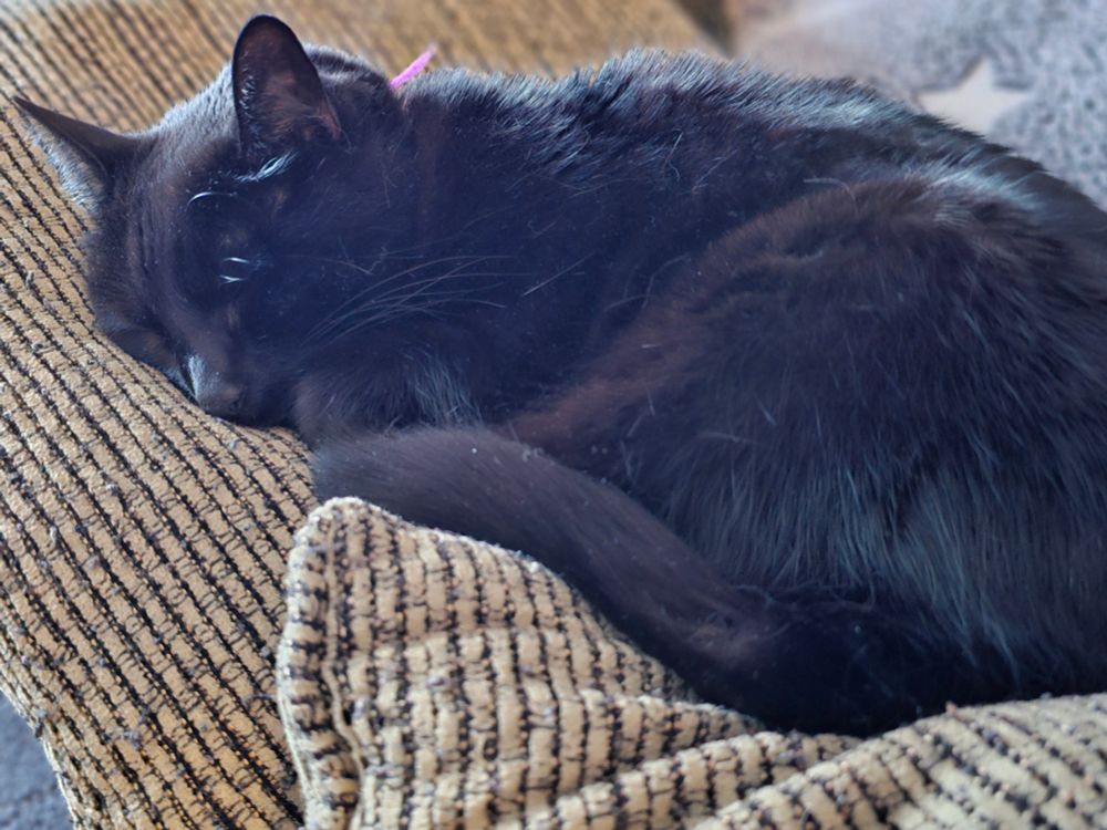 Black cat sleeping on striped couch pillows.