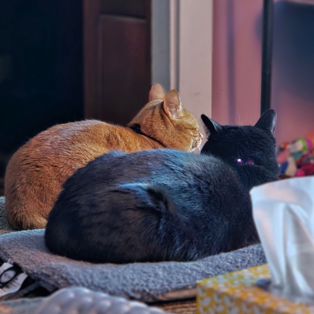 Black and orange cats loaf beside each other.