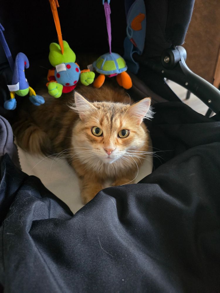 Photo of a cat in a stroller