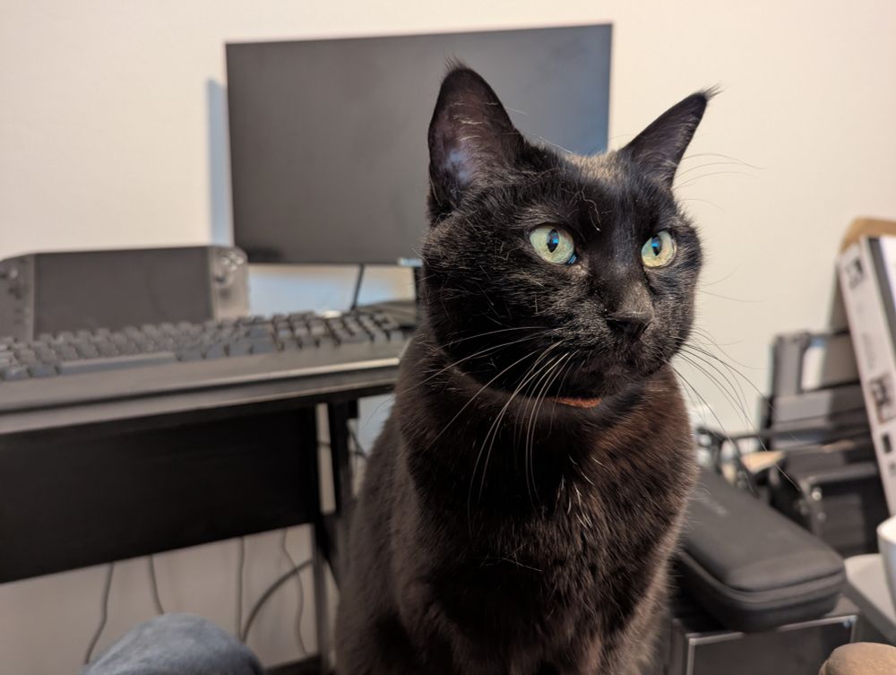 Cute black kitty being cute but also in the way.