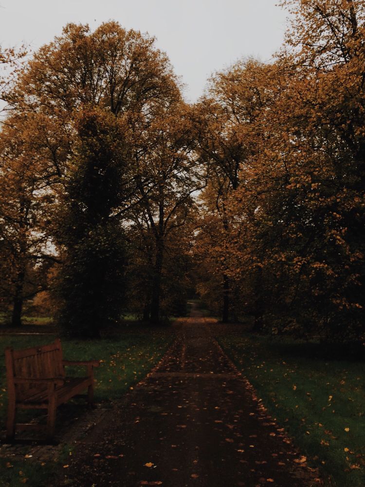 Path through trees with yellowing leaves and a park bench.