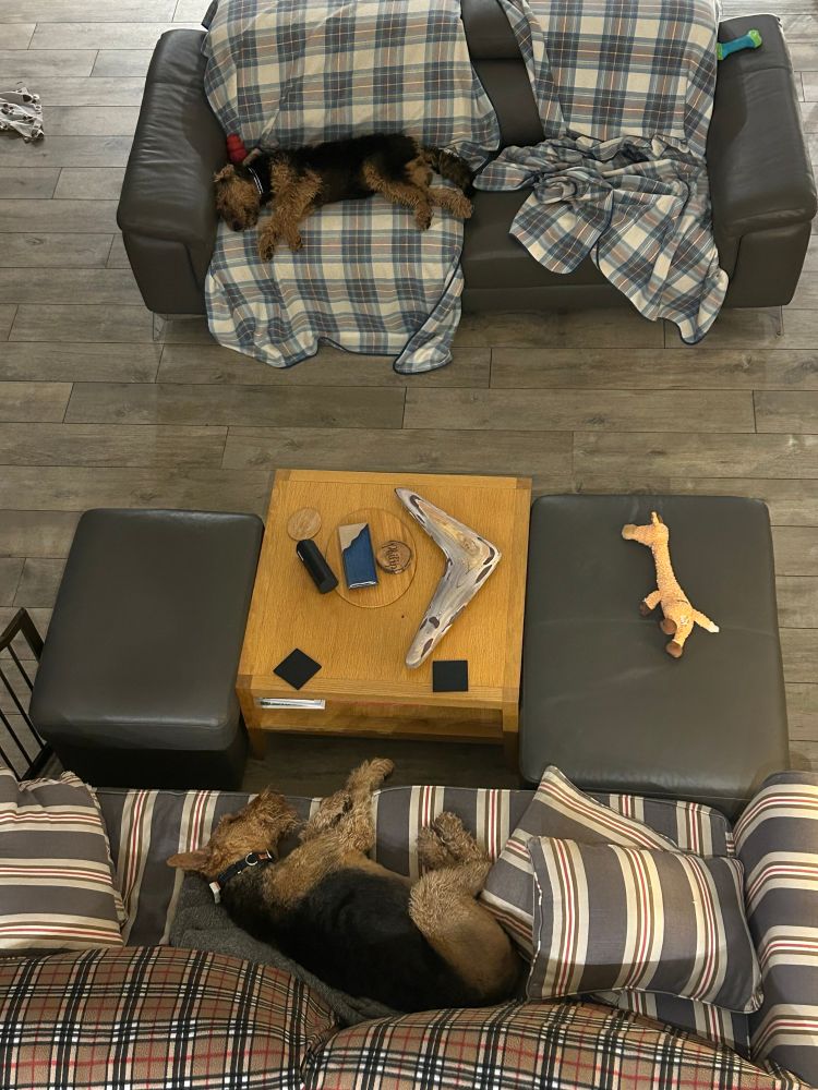 An Airedale terrier and puppy are each asleep, facing each other on parallel sofas
One sofa is grey with pale blue plaid blankets, the other is grey/white/red stripes and brown plaid blankets. A coffee table and two footstools are between the sofas