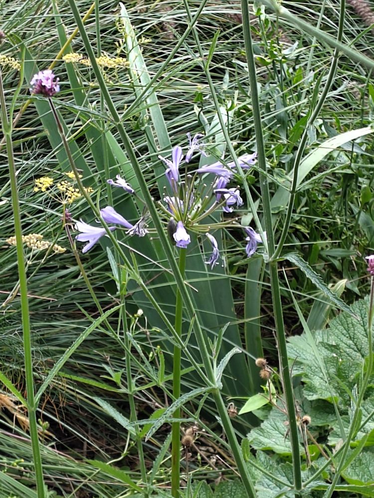 Pale blue agapanthus flower head amid leaves and other plants