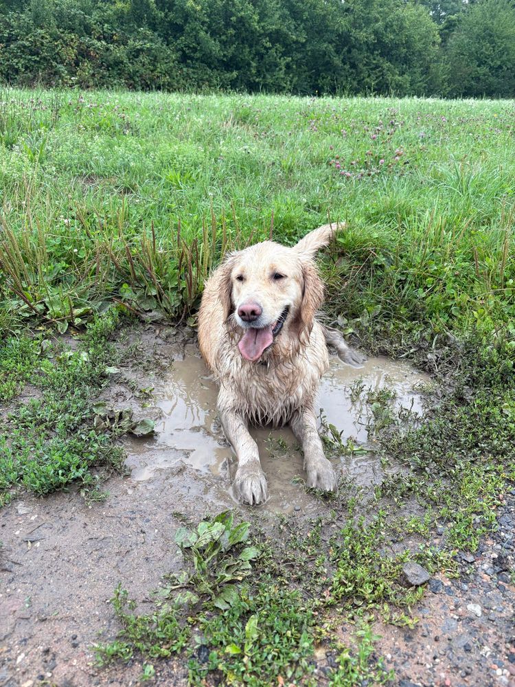 Ein Golden Retriever liegt in einer Schlammpfütze und sieht fröhlich aus.