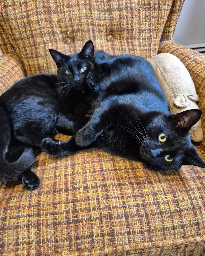 Two black cats lying down together on a recliner chair.