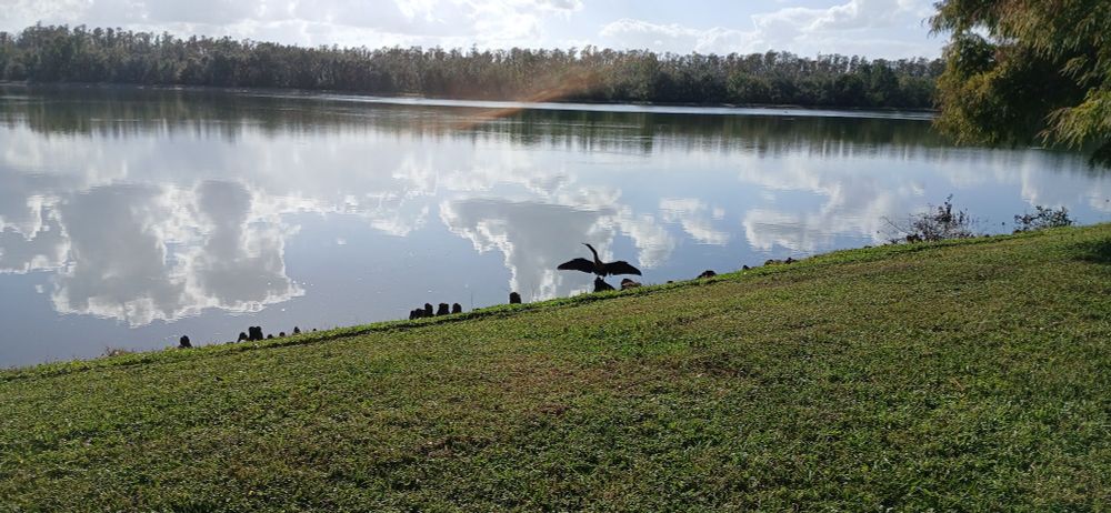A bike lake with a grassy shore, an anhinga bird sits drying its wings! 