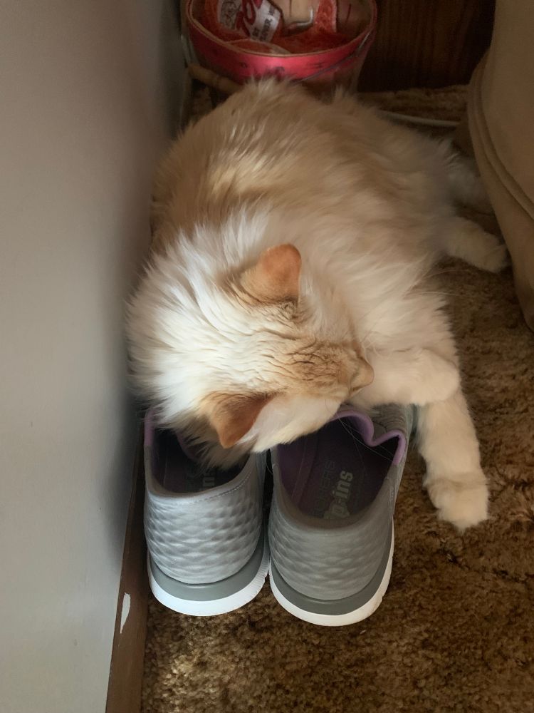 Cat sleeping on lumpy, tennis shoes