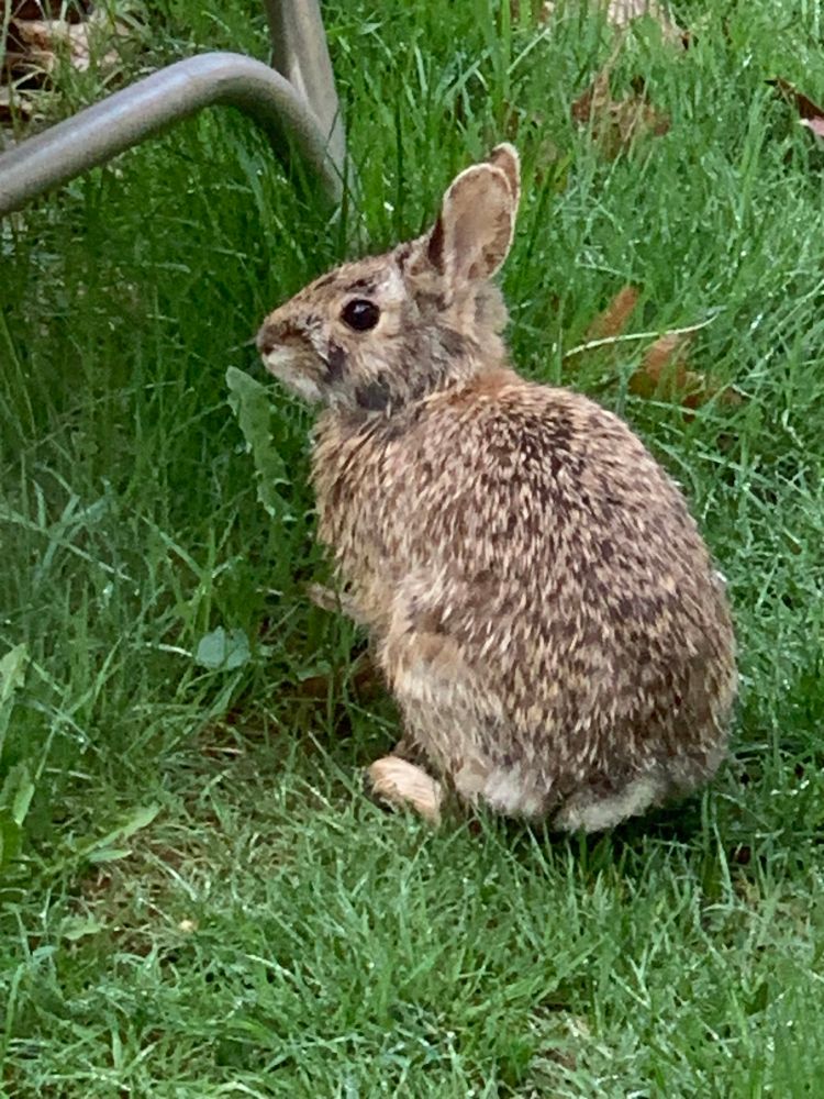 A brown cottontail rabbit nibbles green grass at the edge of the garden.