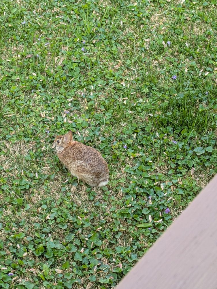 a really cute brown bunny in a green lawn full of clover and tiny purple flowers. BUNNY IS VERY CUTE. 