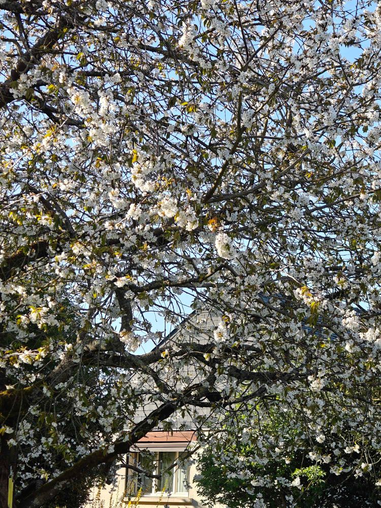 Mon cerisier en fleur vue du canap, dans le canap on est bien