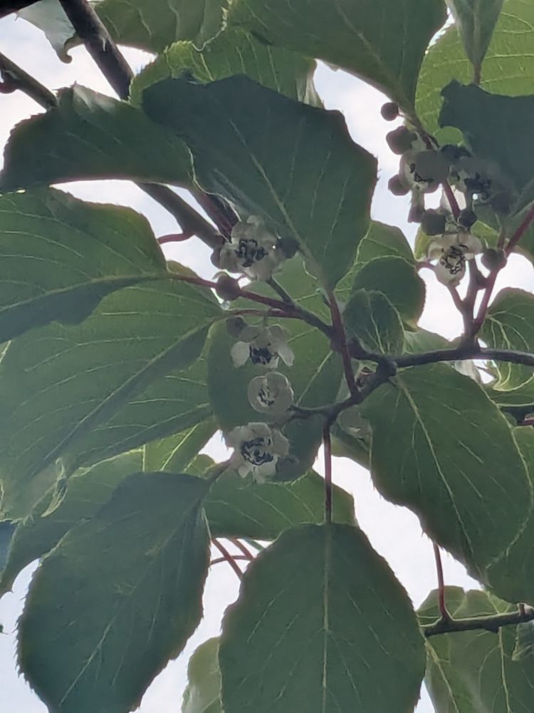 male kiwi flowers