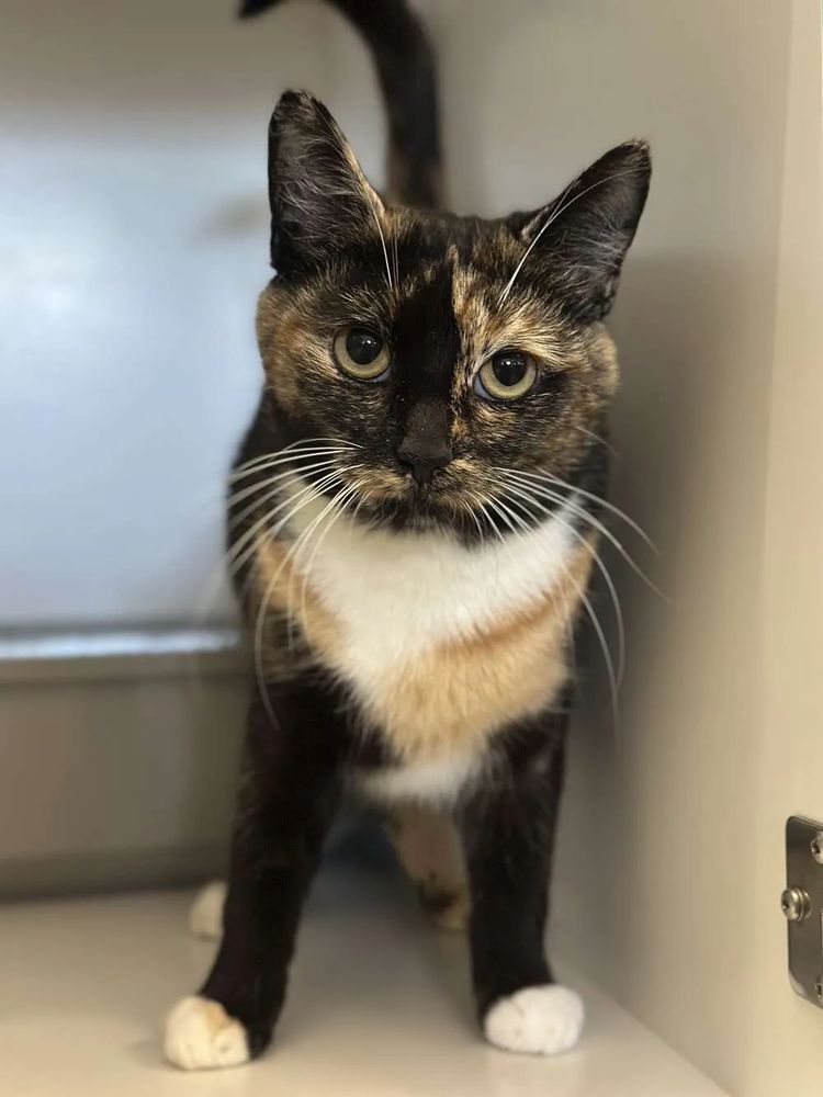 Caramel the tortoiseshell and white rescue cat.
