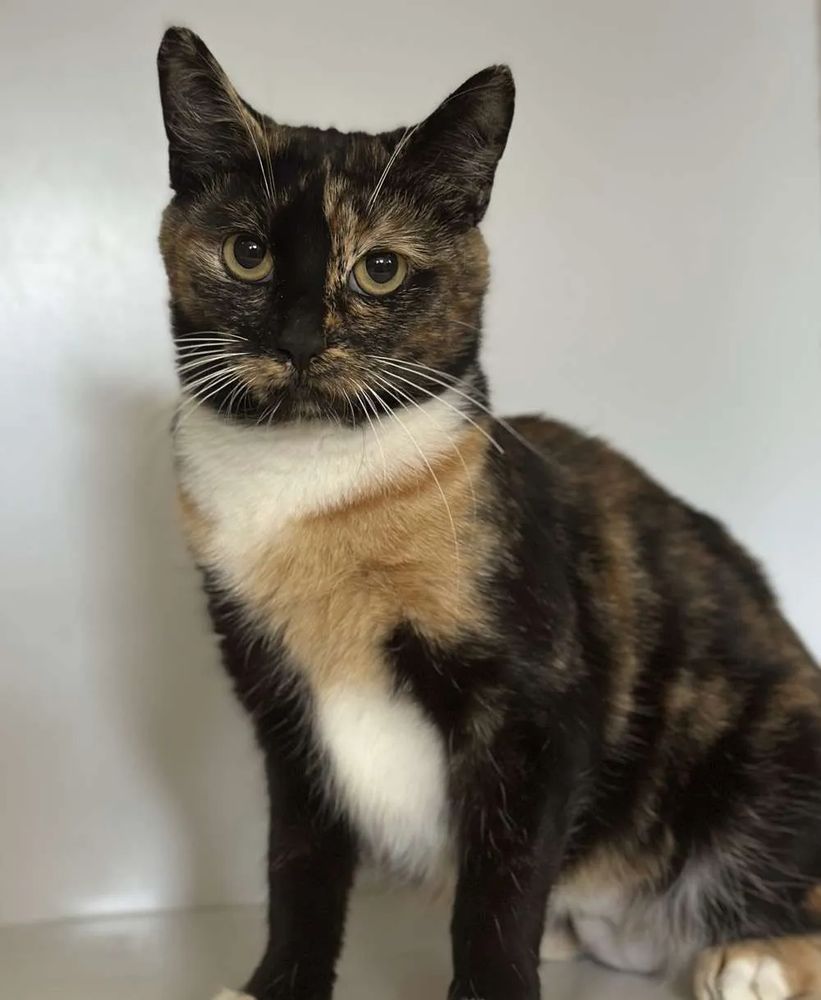 Caramel the tortoiseshell and white rescue cat.