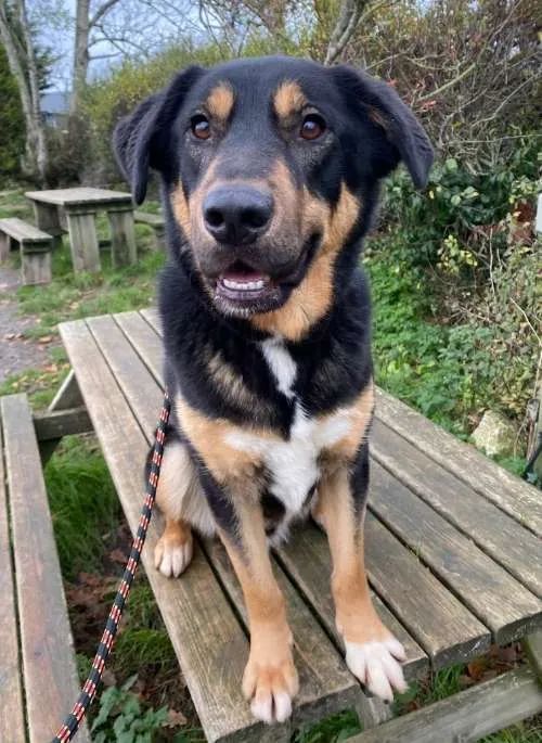 Rescue dog Philip Black and Tan