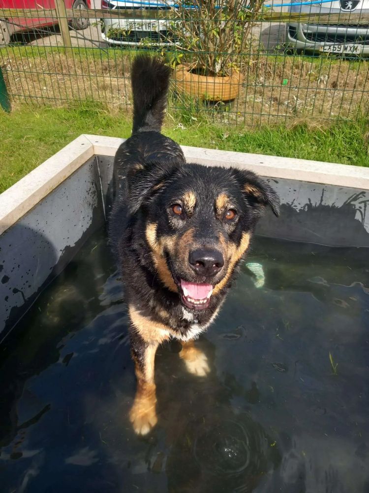 Rescue dog Philip Black and Tan - playing in water