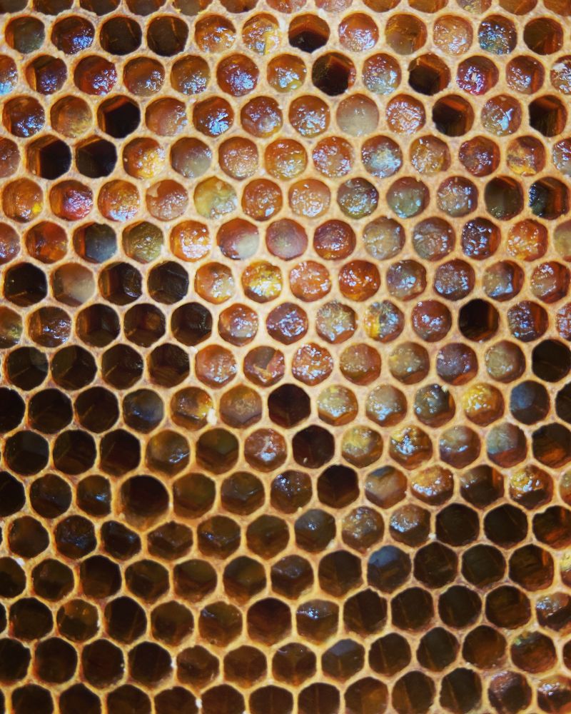 A frame of pollen from one of my hives. Each cell has a different colour of pollen. There’s green, purple, orange, red, so many different shades. It looks like a stained glass window. 