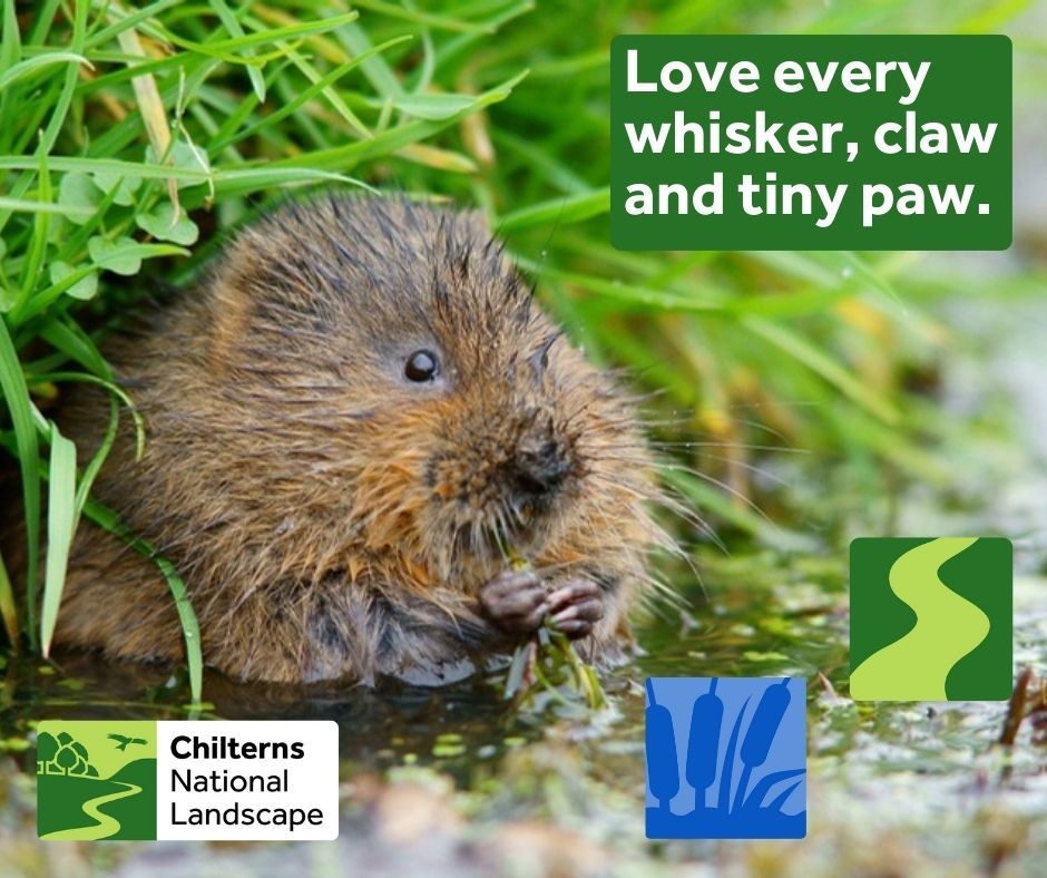 Poster with a photo of a small brown water vole and the words "love every whisker, claw and tiny paw".
