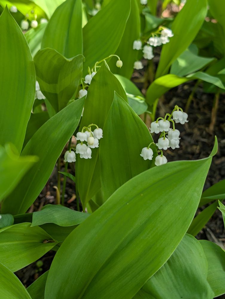 Lily of the valley 